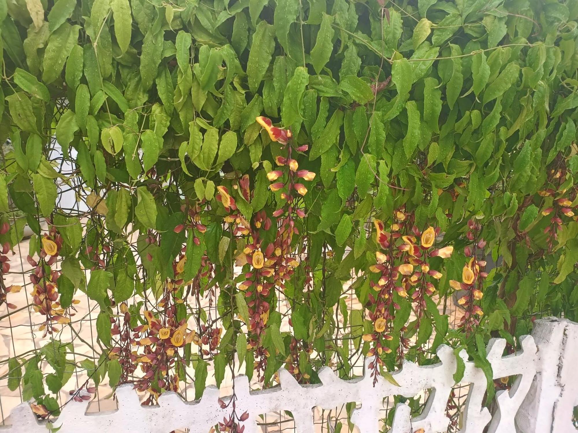 Pousada Nova Primavera Убатуба Екстериор снимка