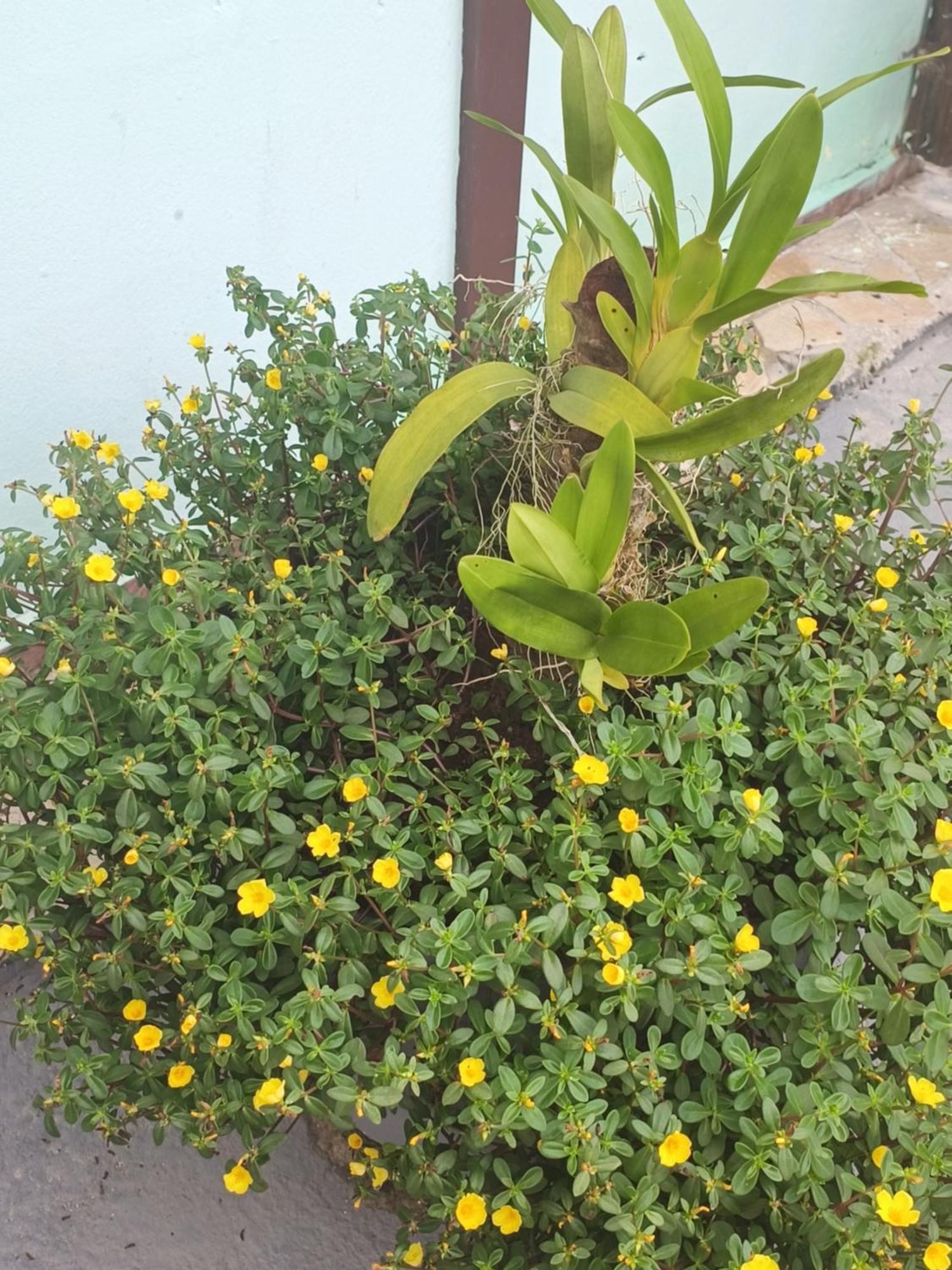 Pousada Nova Primavera Убатуба Екстериор снимка